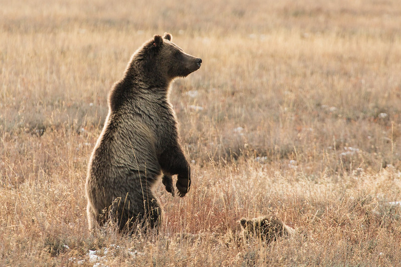 Collaborating to Protect Local Wildlife: Bear Wise Jackson Hole