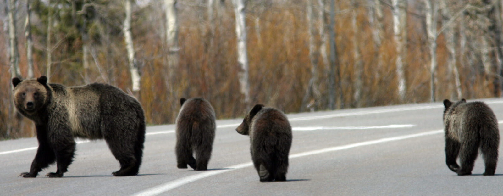 Grizzly bear #399 and cubs, 2007.
NPS Photo/G. Pollock