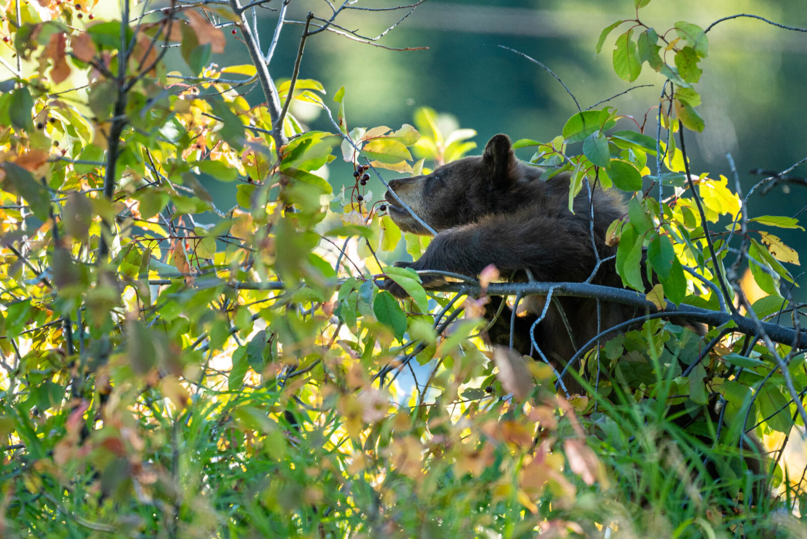 A black bear cub reaches to munch on some berries.