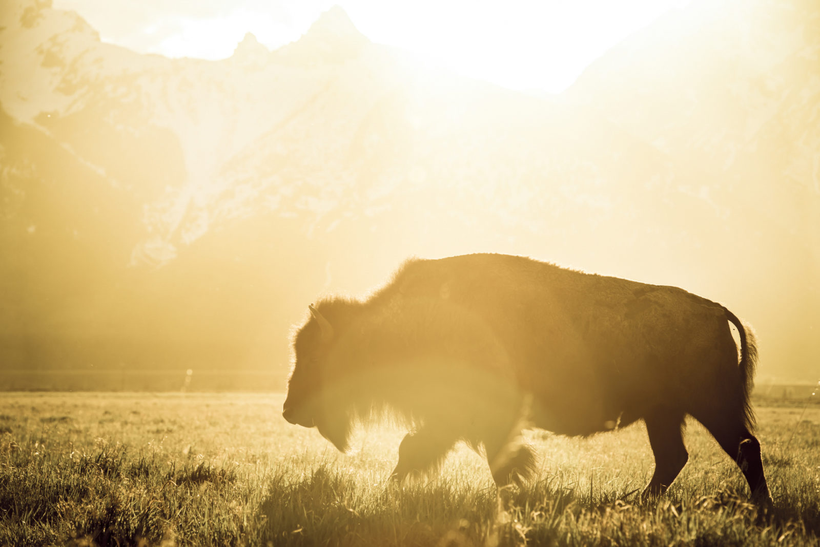 wildlife-whereabouts-on-the-move-grand-teton-national-park