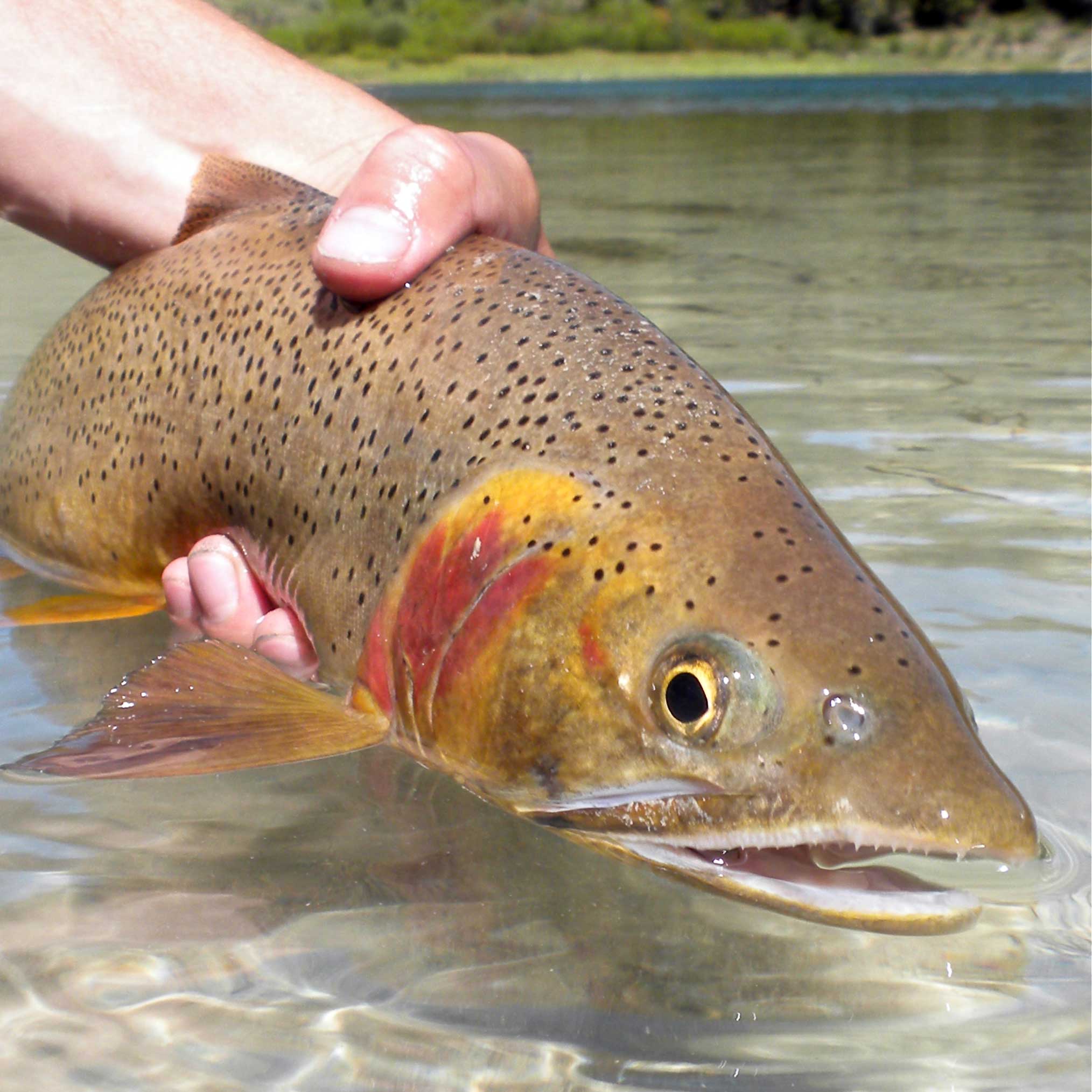 Fish - Grand Teton National Park Foundation | Jackson, WY