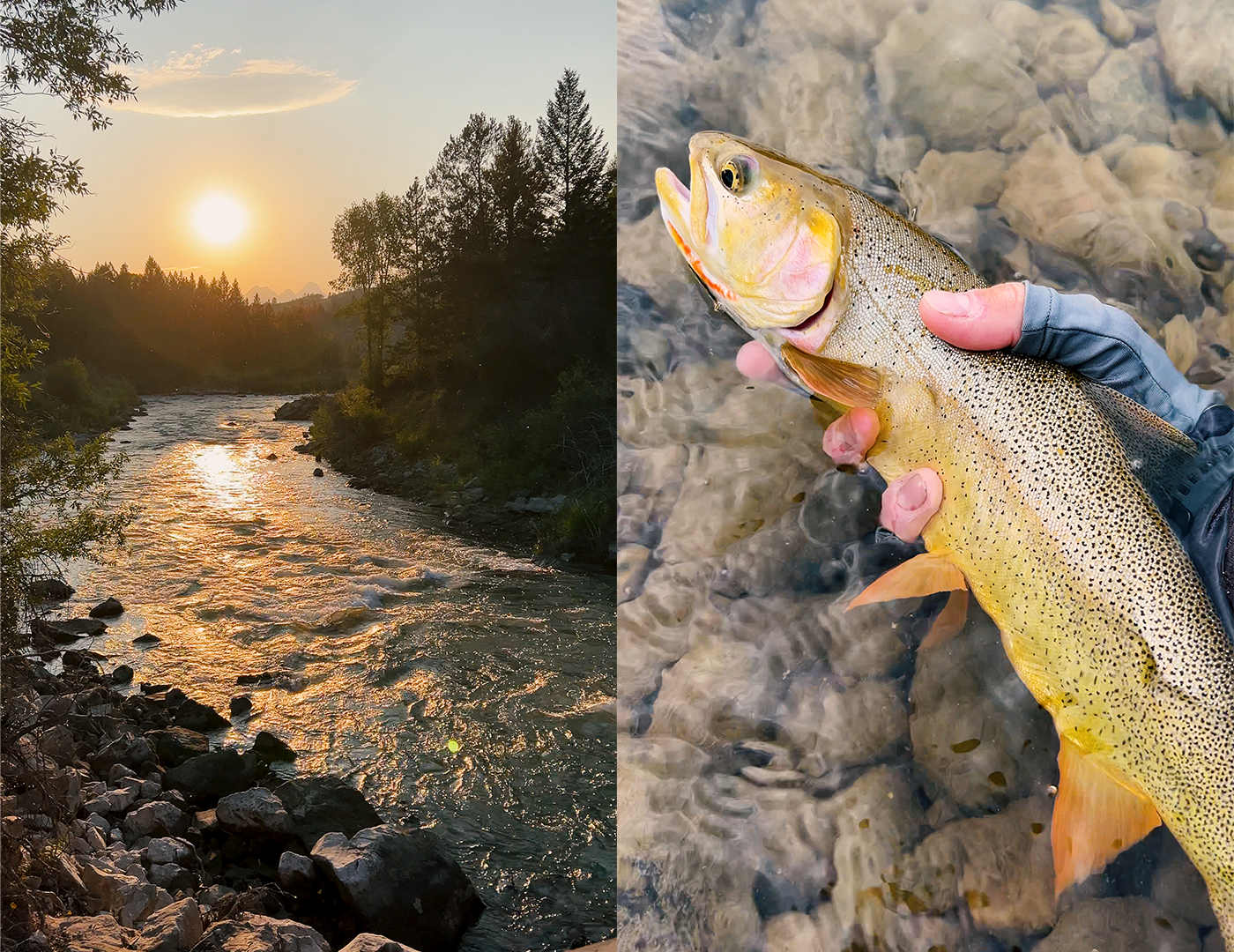 Sunset glows over the upper Gros Ventre river and a Snake River fine-spotted cutthroat.