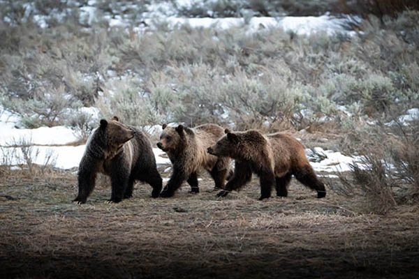 Collaborating to Protect Local Wildlife: Bear Wise Jackson Hole